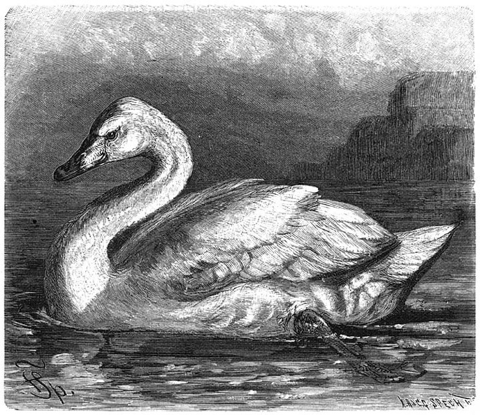 Wild Swan.jpg