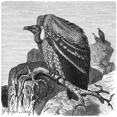 Sparrowhawk Vulture