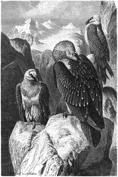 Bearded vulture.jpg