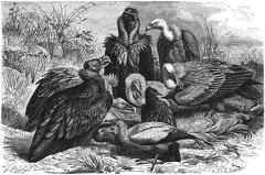 Southern European Vultures