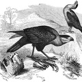 Vulture Buzzards