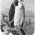 Barfighting eagle
