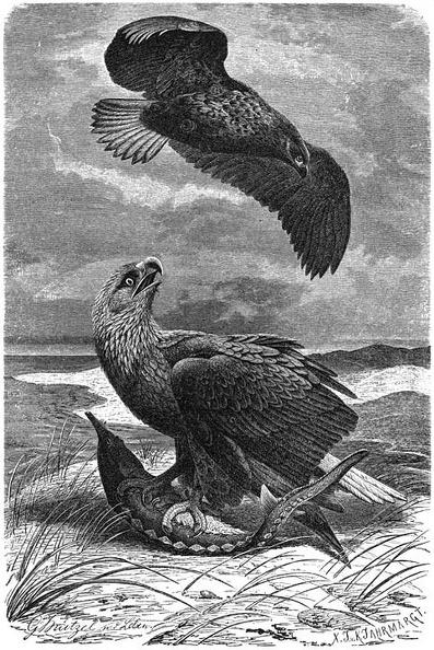 White-tailed Eagles.jpg