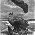 White-tailed Eagles