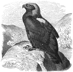 The King or Imperial Eagle