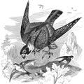 Tree falcon