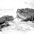 Two toads.jpg