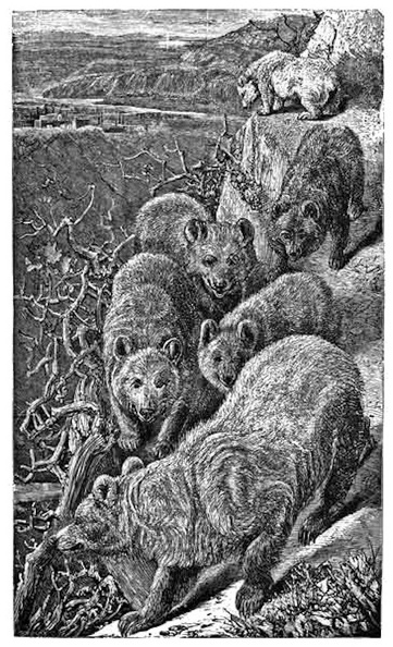 Bears descending from the Hills. (Prov. xxviii. 15)