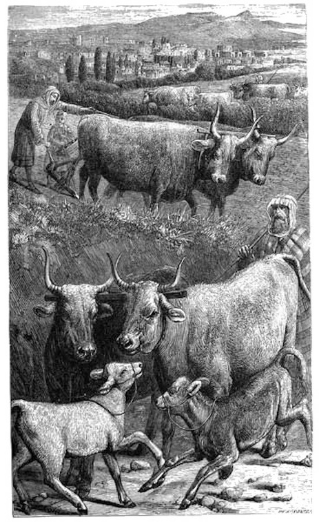 Oxen bearing the Yoke. (Lam. iii. 27).jpg