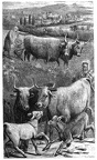 Oxen bearing the Yoke. (Lam. iii. 27)