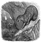 The Leopard by the Way. (Hos. xiii. 7)