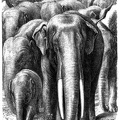 Elephants in a Forest. (Ezek. xxvii. 15)