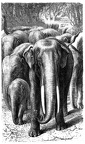 Elephants in a Forest. (Ezek. xxvii. 15)