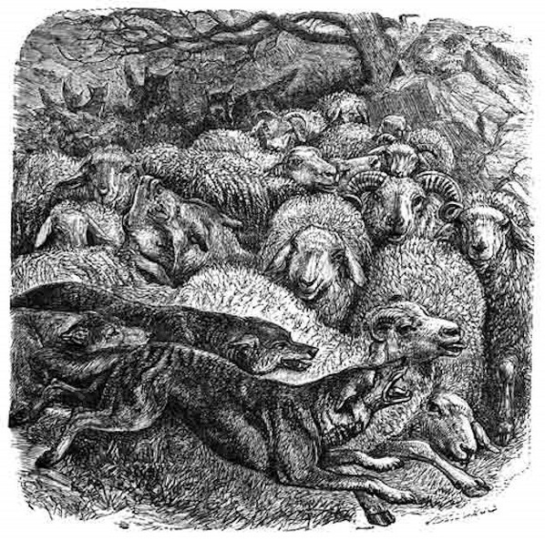 The Wolf among the Sheep. (John x. 12)