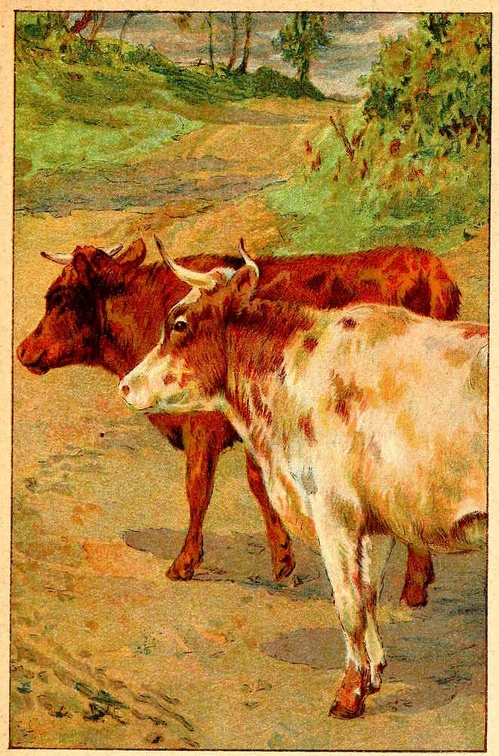 Two cows.jpg