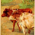 Two cows