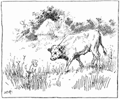 Bull calf and the poppy