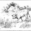 Bull calf and the poppy