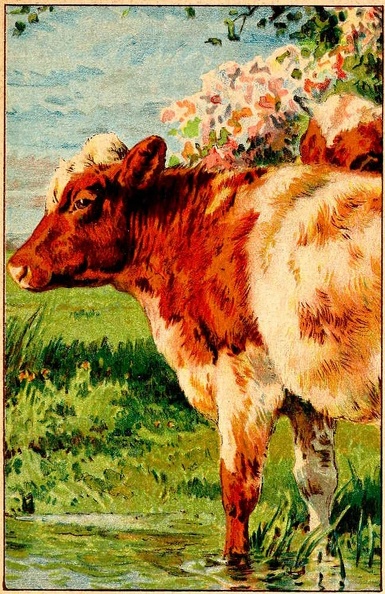Cow 2.jpg