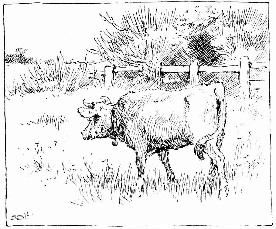 Cow 4.jpg