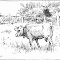 Cow 4.jpg