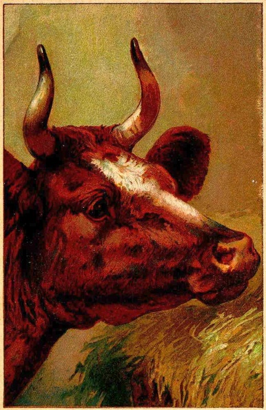 Cow 3.jpg