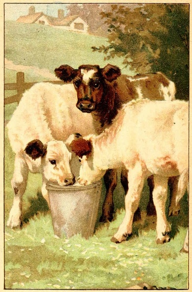 Cows eating.jpg