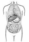 Position of the thoracic and abdominal organs, front view