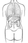 Position of the thoracic and abdominal organs, rear view