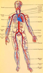 The principal arteries and veins of the body