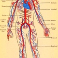The principal arteries and veins of the body.jpg