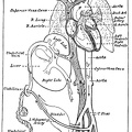 Diagrammatic view of the fetal circulation.jpg