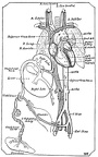 Diagrammatic view of the fetal circulation