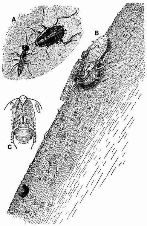 Cockroach-hunting wasps.jpg