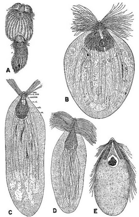 Protozoa from the gut of the wood-feeding cockroach.jpg