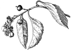 berries of the bittersweet