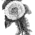 The fruit of the dandelion is the silvery puffball