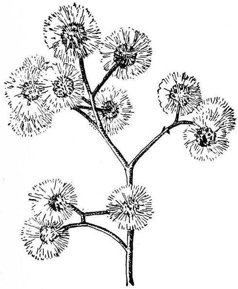 the fruit cluster of the aster