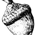 acorn 