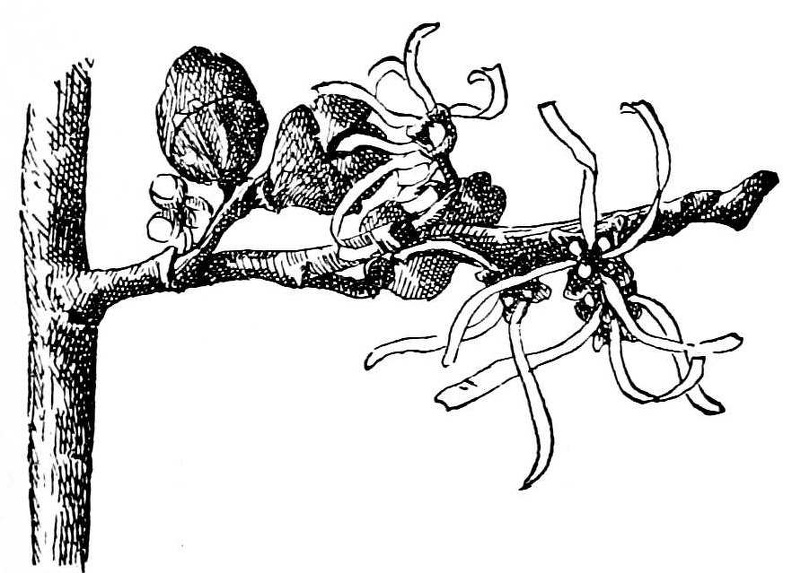 a witch-hazel branch bearing both flowers and fruit