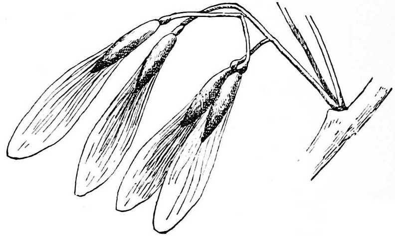 bunch of the long-winged seeds of the ash.jpg