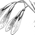 bunch of the long-winged seeds of the ash