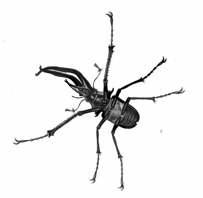 Chiasognathus Grantii, under side.jpg