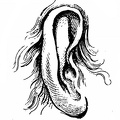 Ear 4.jpg