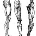 Muscles in the leg