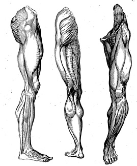 Muscles in the leg