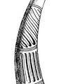 Horn, or Olifant, Fourteenth Century