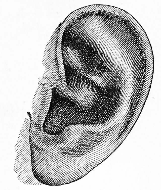 The ear of Dr Leopold Damrosch.jpg
