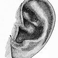 The ear of Dr Leopold Damrosch