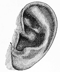 The ear of Dr Leopold Damrosch